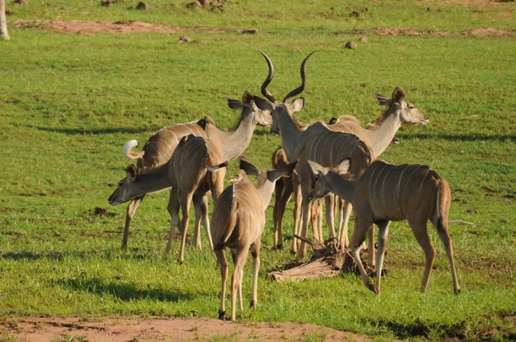 Image of Greater Kudu