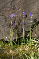 Utricularia delphinioides Thorel ex Pellegr. resmi