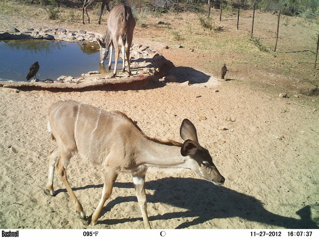 Image of Greater Kudu