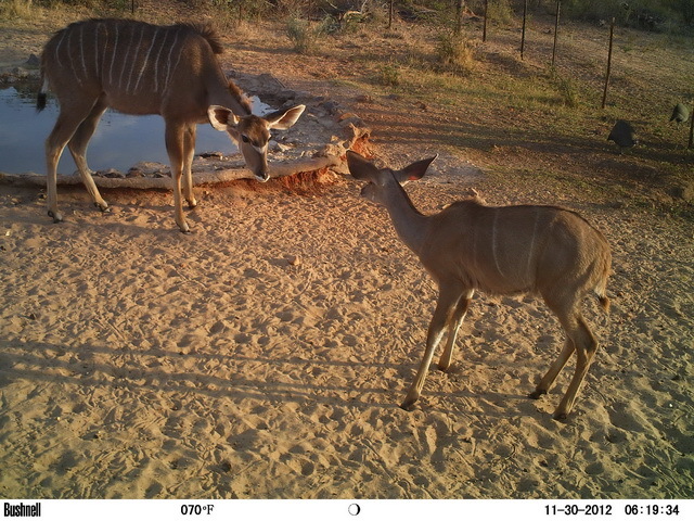 Image of Greater Kudu