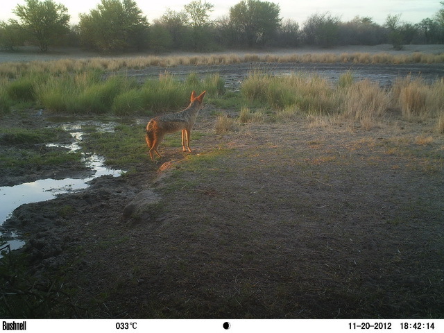 Image of Black-backed Jackal