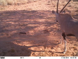 Image of Gemsbok