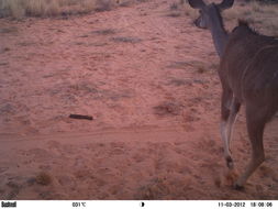 Image of Greater Kudu