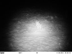 Image of Black-backed Jackal