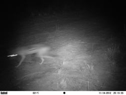 Image of Black-backed Jackal