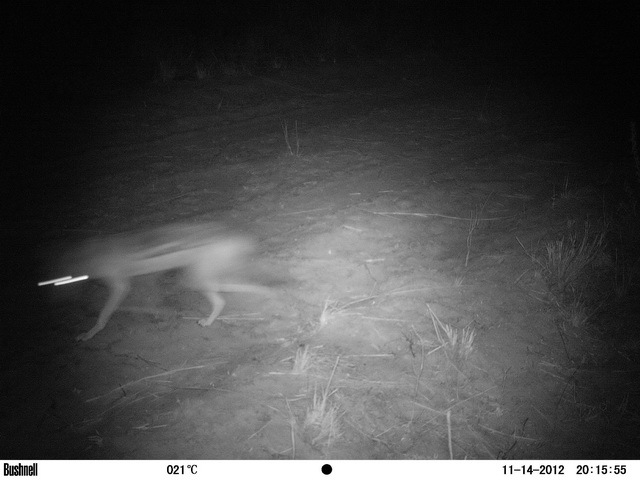 Image of Black-backed Jackal