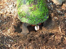 Image of American Red-bellied Turtle