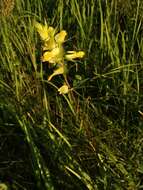 Image of late-flowering yellow rattle