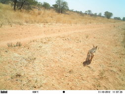 Image of Black-backed Jackal