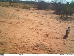 Image of Black-backed Jackal