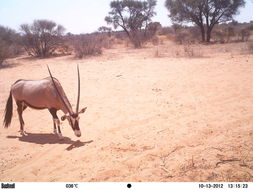 Image of Gemsbok