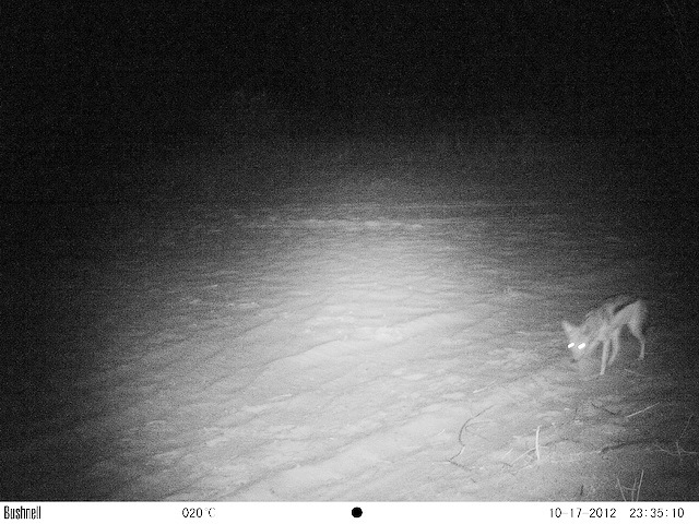 Image of Black-backed Jackal