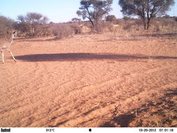 Image of Greater Kudu