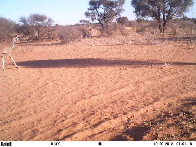 Image of Greater Kudu