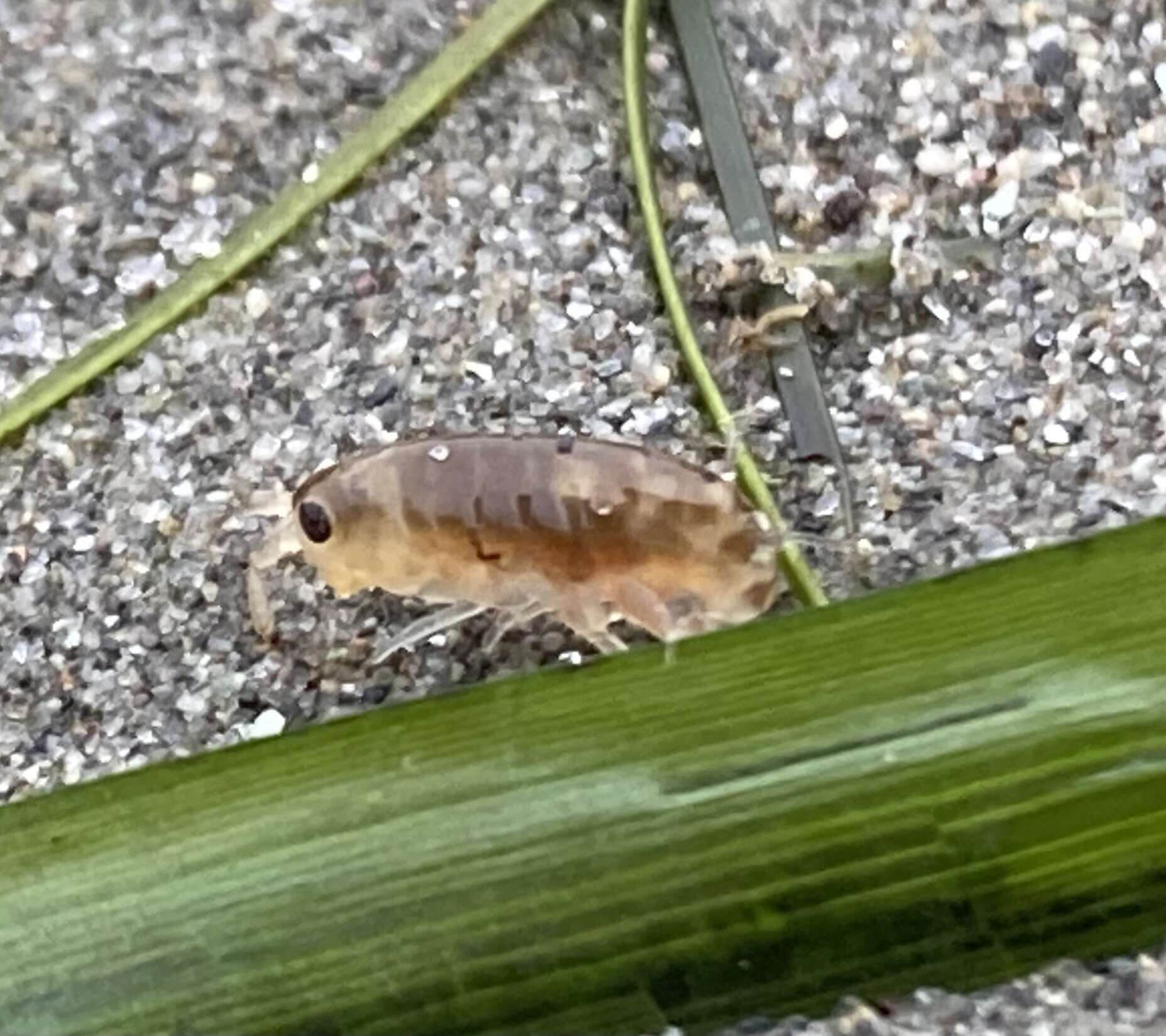 Image of California beach flea