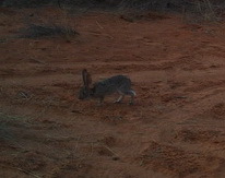 Image of Savannah Hare