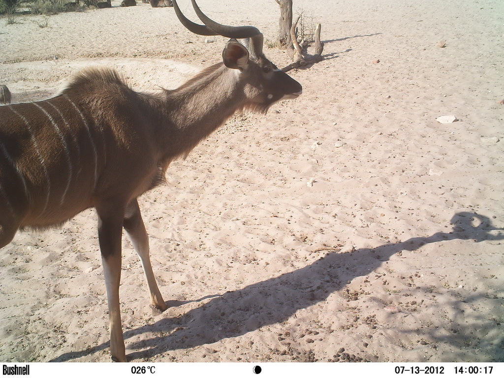 Image of Greater Kudu