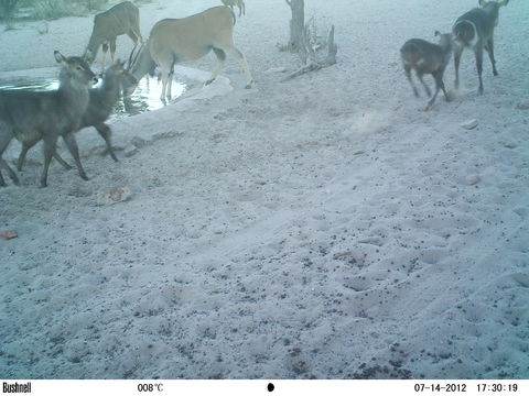 Image of Ellipsen Waterbuck