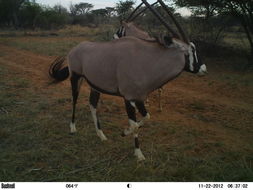 Image of Gemsbok