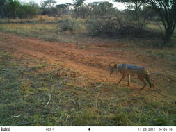 Image of Black-backed Jackal