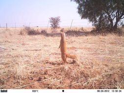 Image of Yellow Mongoose