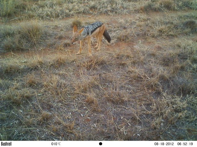 Image of Black-backed Jackal