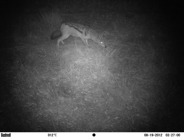 Image of Black-backed Jackal