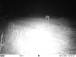 Image of Black-backed Jackal