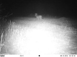 Image of Black-backed Jackal