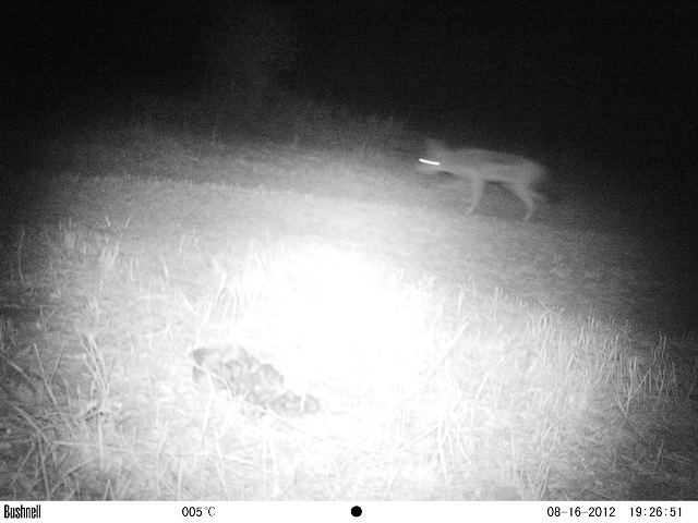 Image of Black-backed Jackal