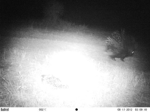 Image of African Porcupine