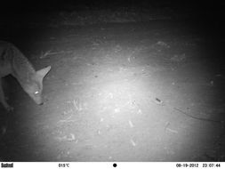 Image of Black-backed Jackal