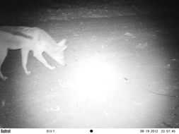 Image of Black-backed Jackal