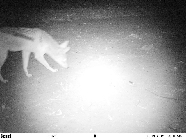 Image of Black-backed Jackal