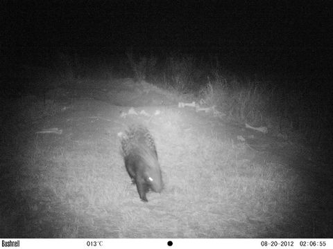 Image of African Porcupine