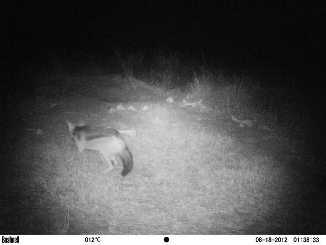 Image of Black-backed Jackal