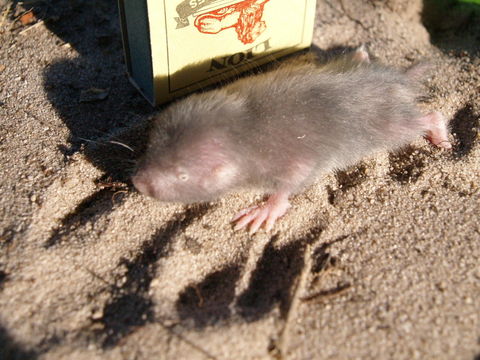 Image of Dune Mole Rats