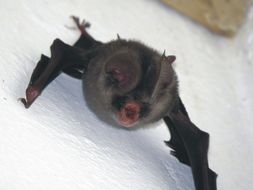 Image of Cape Leaf-nosed bat