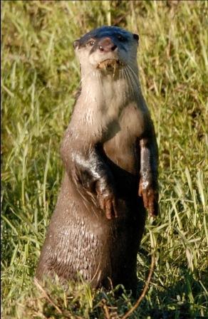 Image of African Clawless Otter