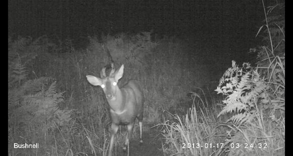 Image of Bushbuck