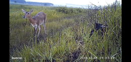 Image of Southern Reedbuck