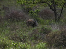 Image of Bush-pig