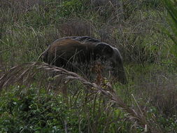 Image of Bush-pig