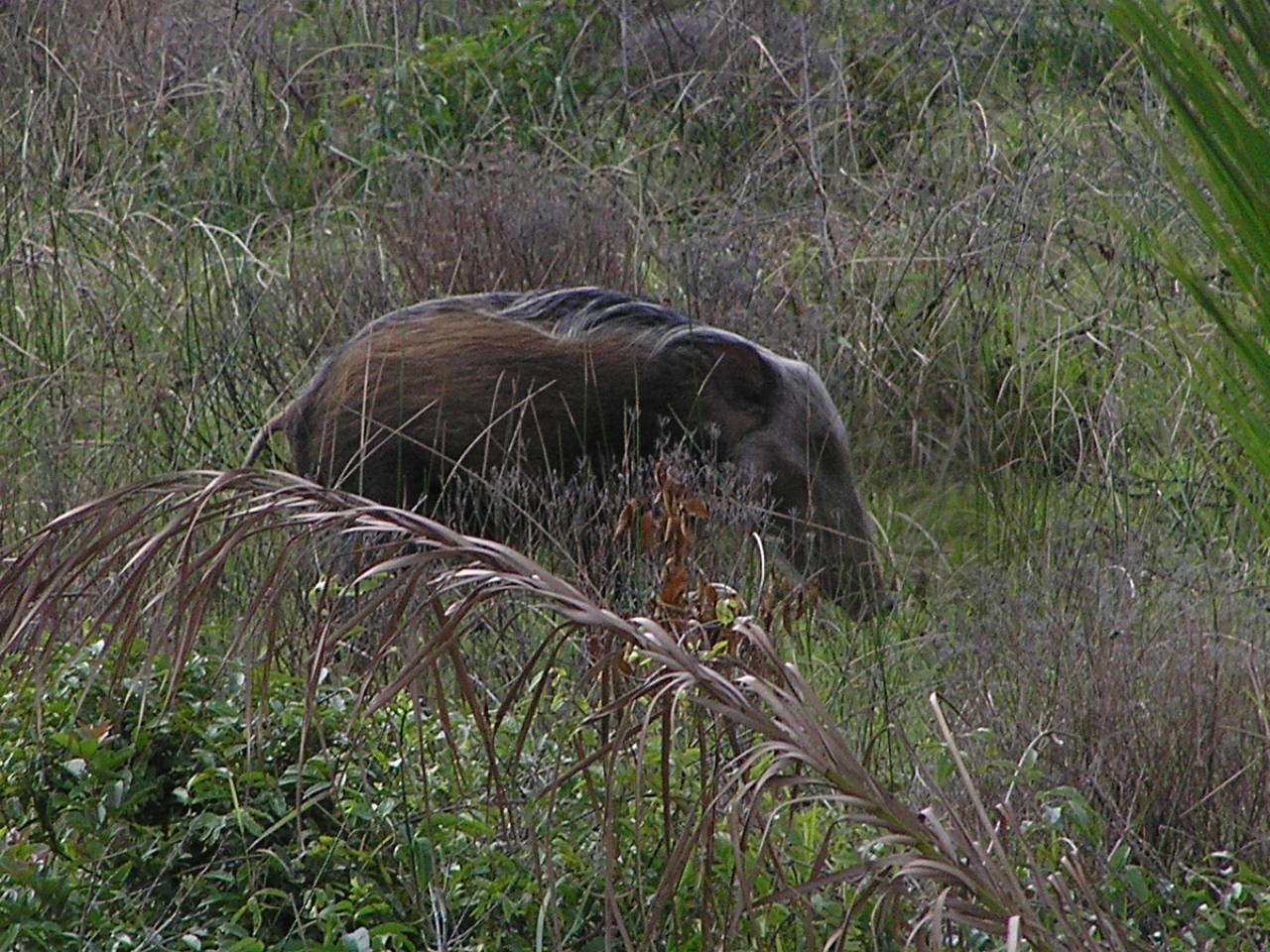 Image of Bush-pig