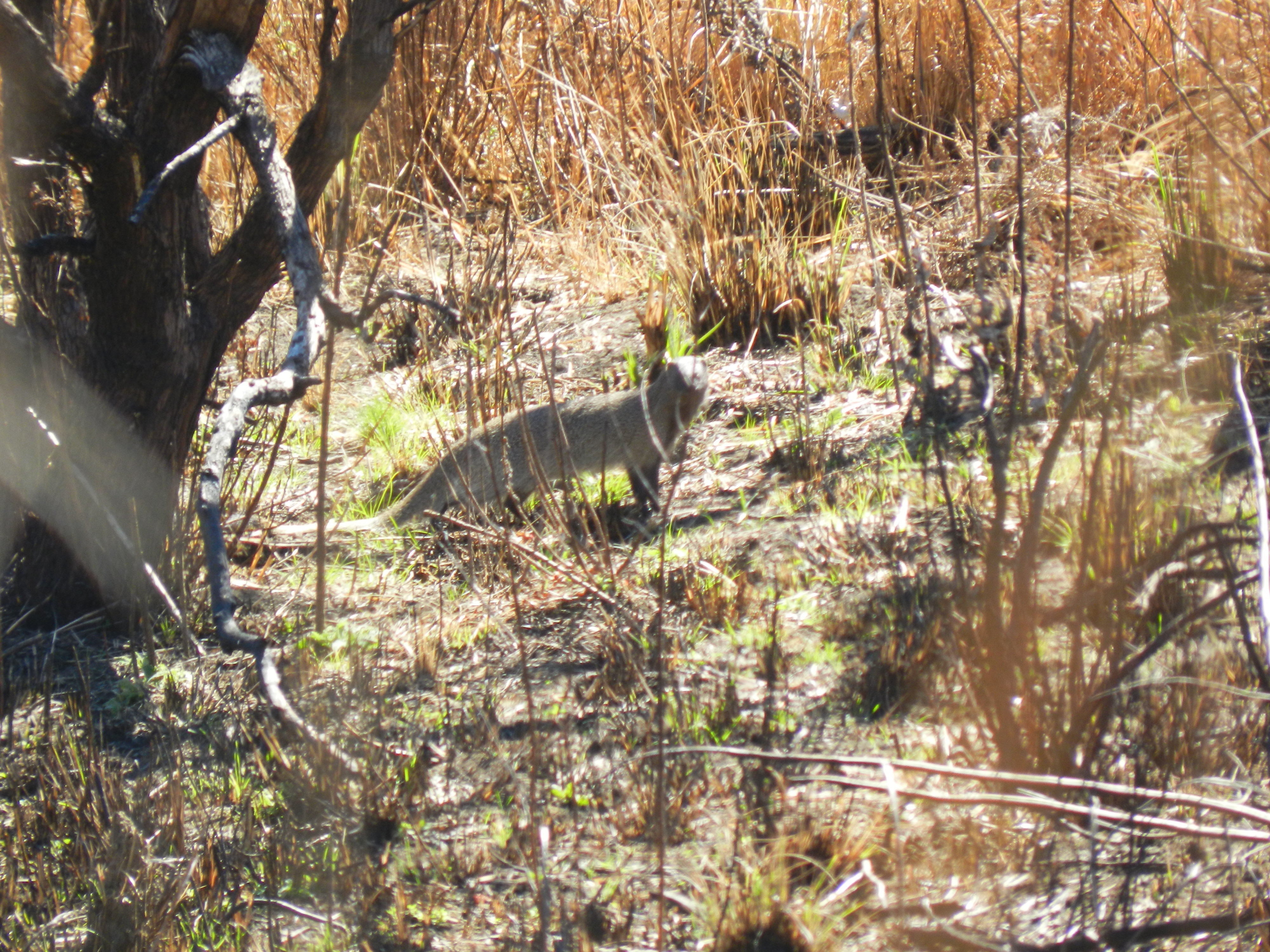 Image of Egyptian Mongoose