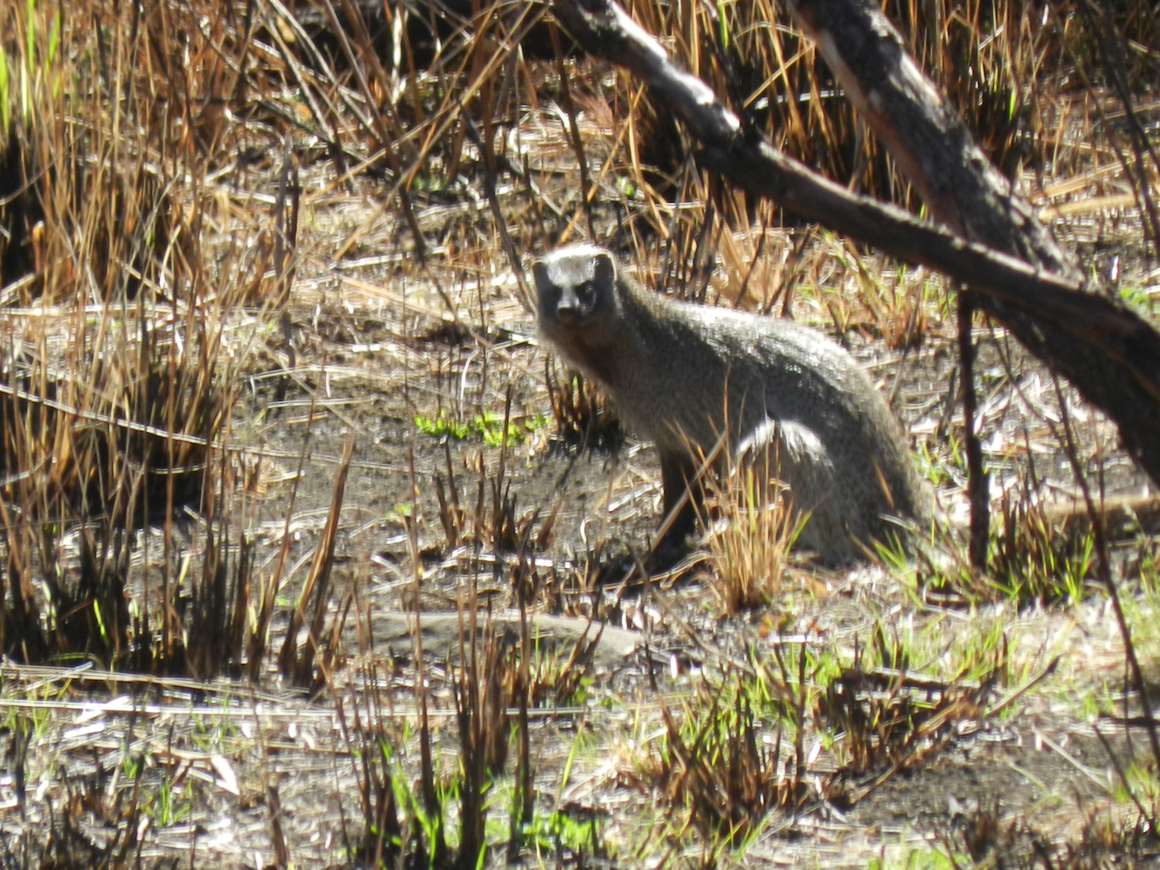 Image of Egyptian Mongoose