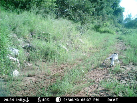 Image of Vervet Monkey