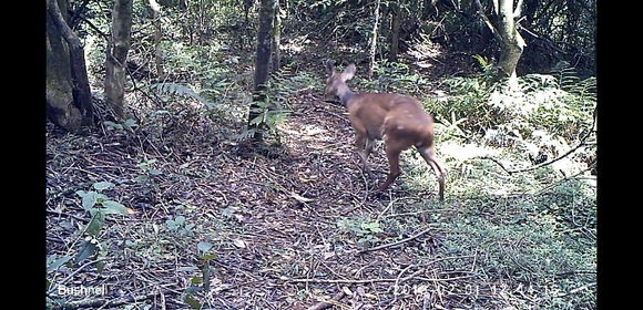 Image of Bushbuck