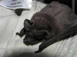 Image of Lesser Mastiff Bats.