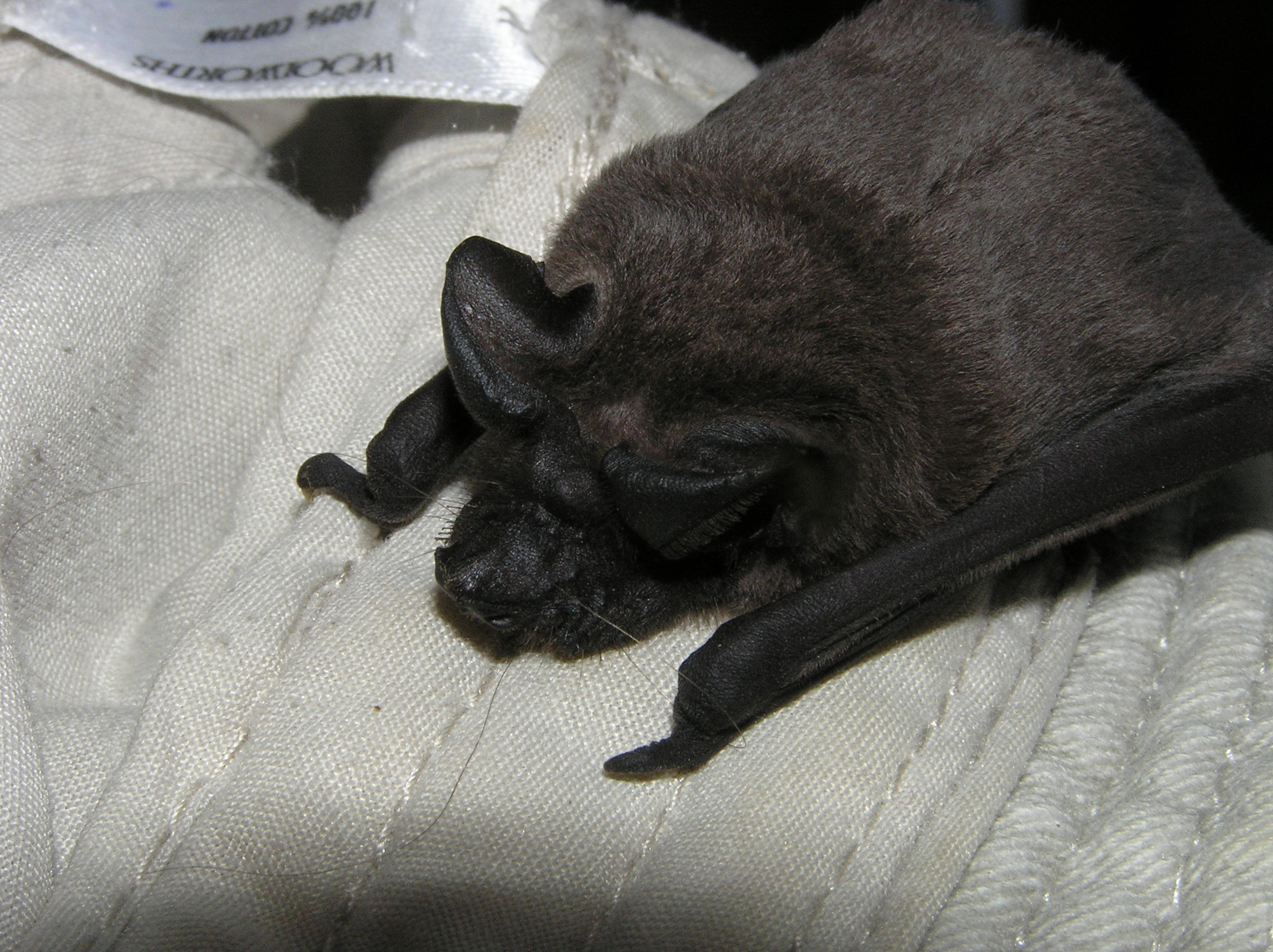 Image of Lesser Mastiff Bats.